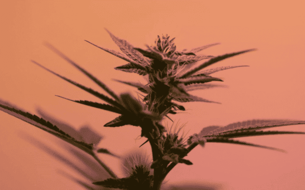 A hemp plant backlit by the orange and purple sunset